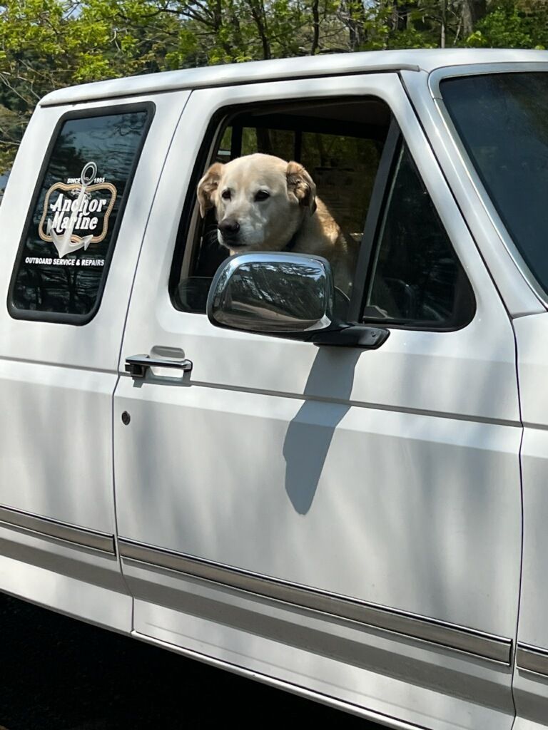 A dog is sticking its head out of the window of a white truck.
