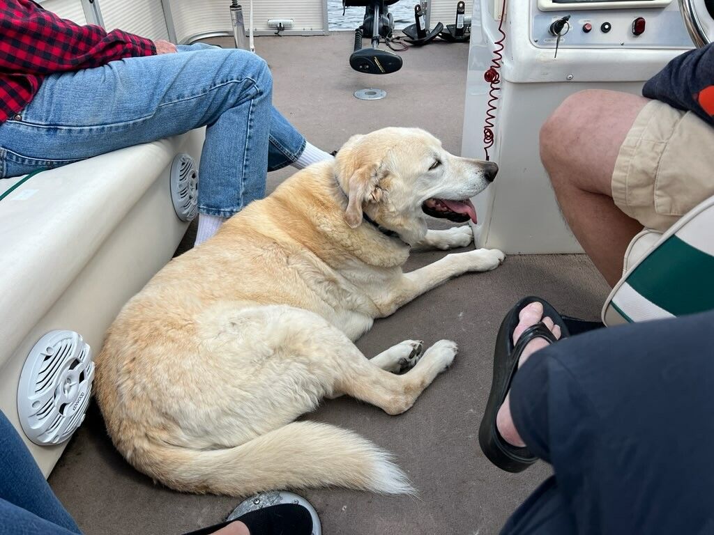 A dog is laying on the floor of a boat