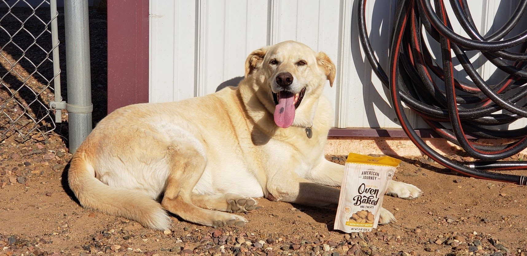 Friendly shop dog relaxing outside Anchor Marine boat and outboard repair shop in Menomonie Wisconsin serving customers from Eau Claire and the Chippewa Valley