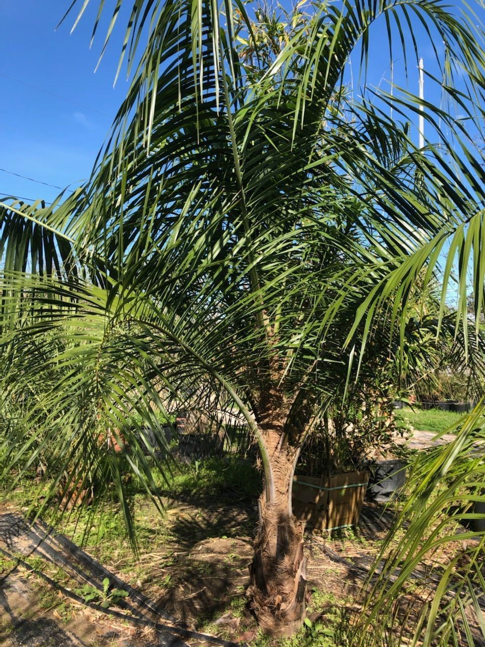 Palm tree with green fronds against a bright blue sky.