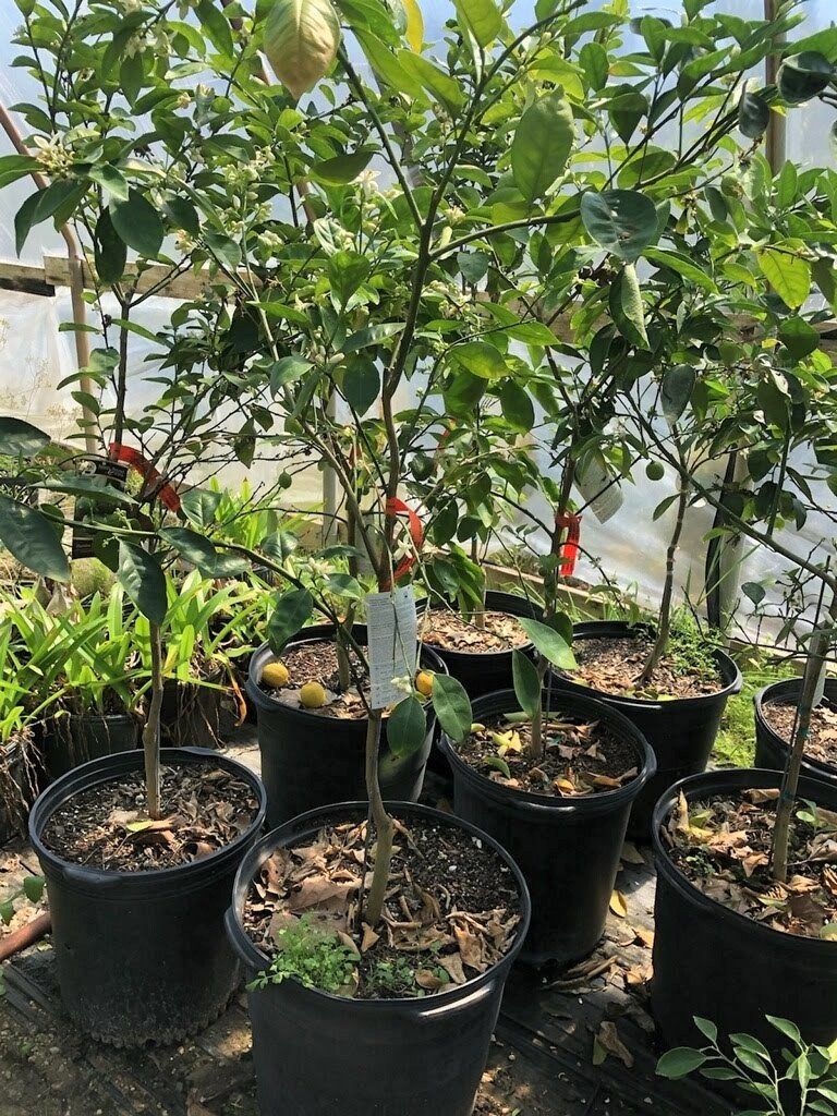 Lemon trees in black pots at a nursery, with fruit and blooms.