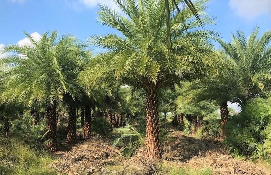 Palm trees in a grove, with green fronds and brown trunks under a bright sky.