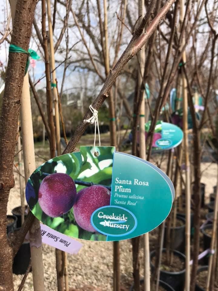 Santa Rosa Plum tree tag with plums on display at Creekside Nursery.