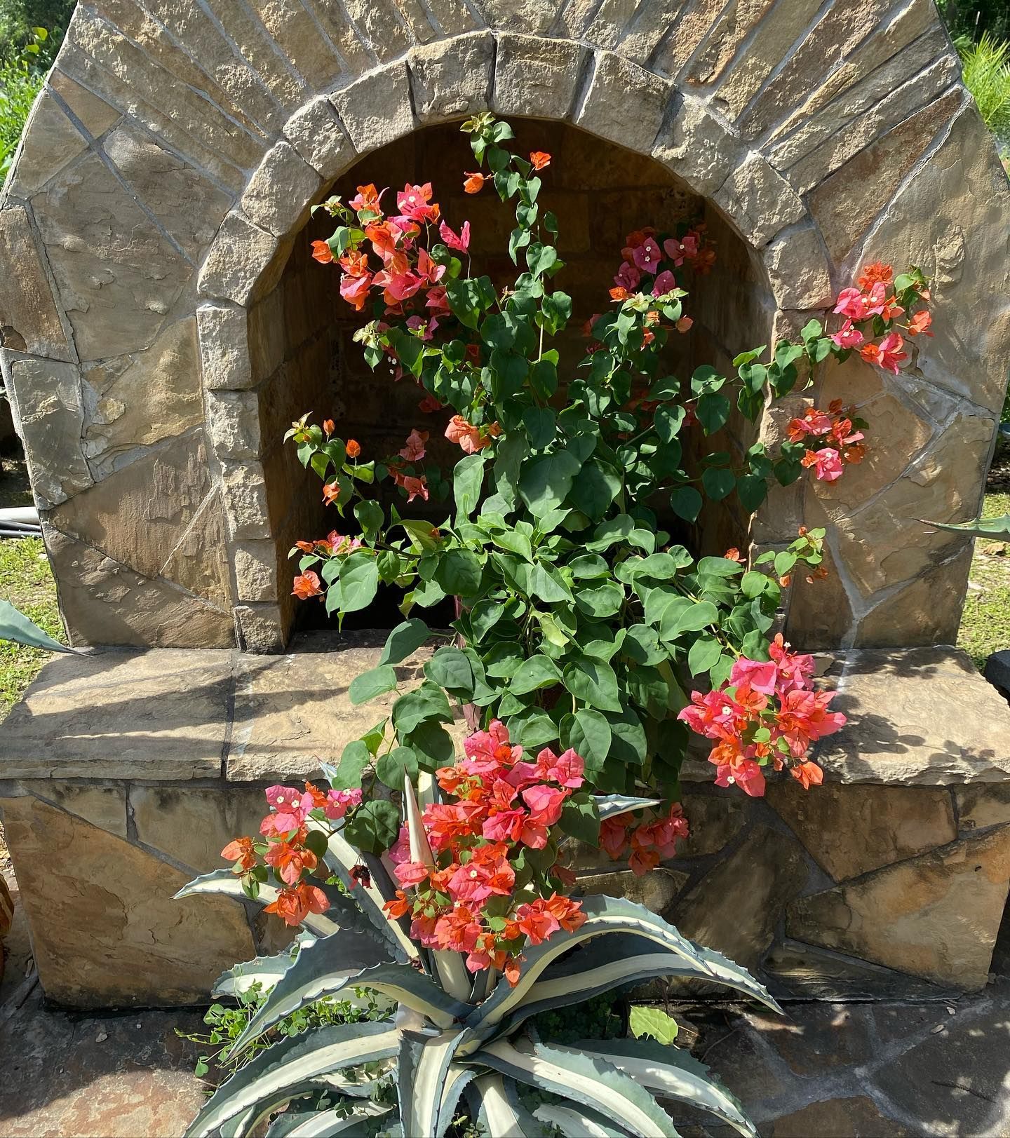 Bougainvillea with pink flowers growing in a stone alcove, alongside an agave plant.