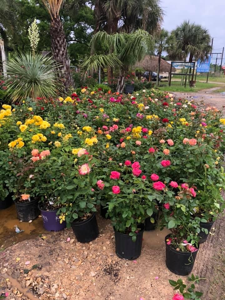 A garden center display of potted roses in various colors: yellow, pink, red, and peach.