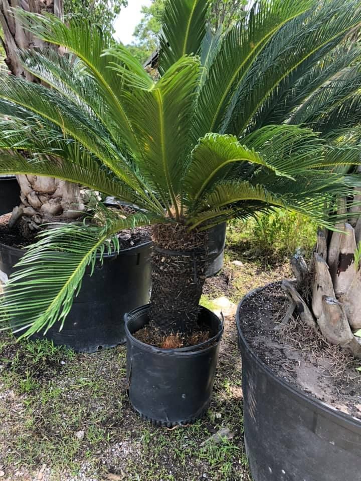 A potted, green Sago palm with feathery fronds. It is set outdoors, surrounded by other plants.