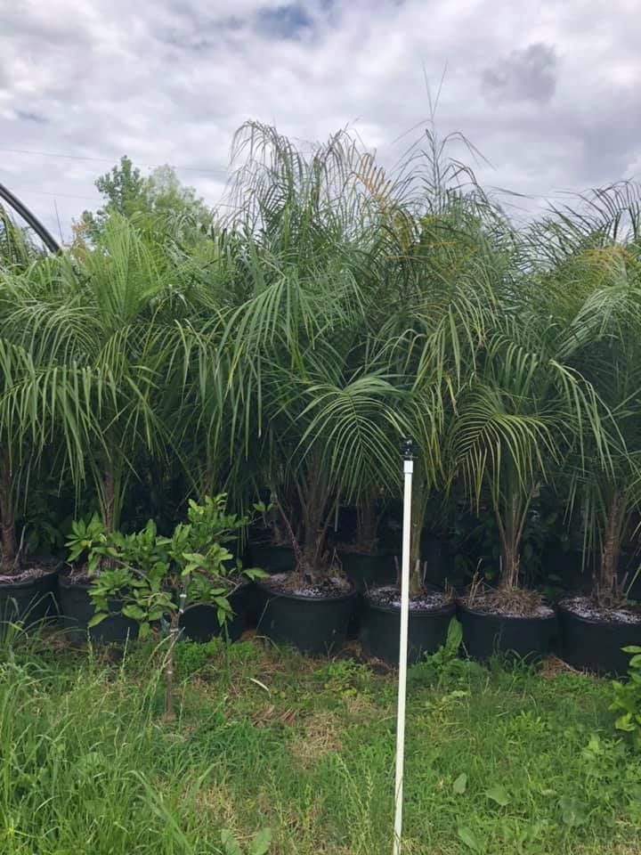 Palm trees in black pots lined up in a grassy area.