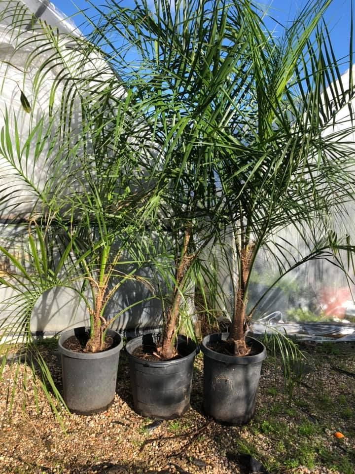 Three potted palm trees with green fronds under a sunny sky.