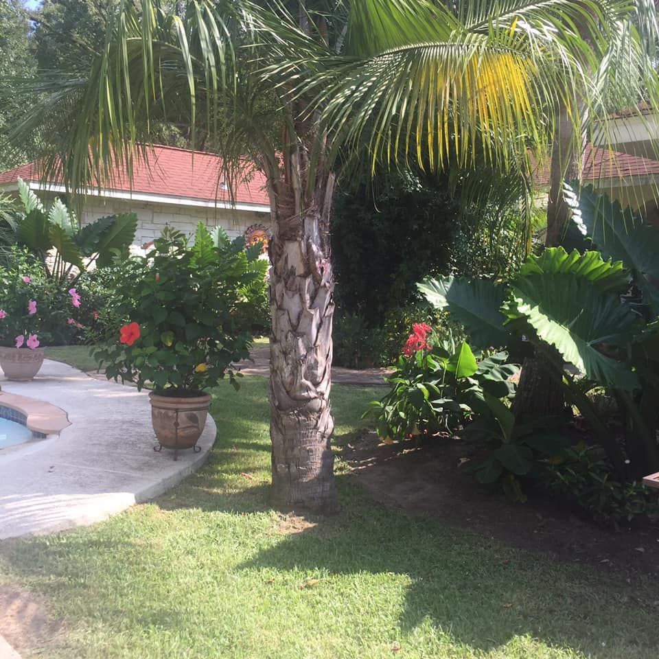 Palm tree in a yard with potted plants, a pool, and a house in the background.