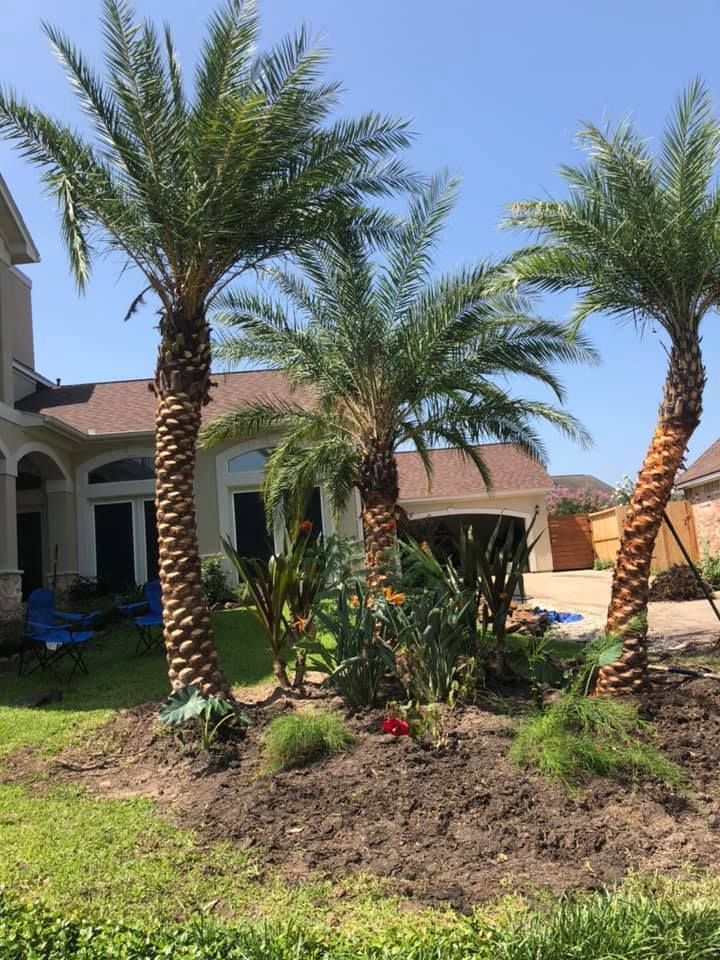 Three palm trees in front of a house with a brown roof and blue sky, surrounded by dirt and greenery.