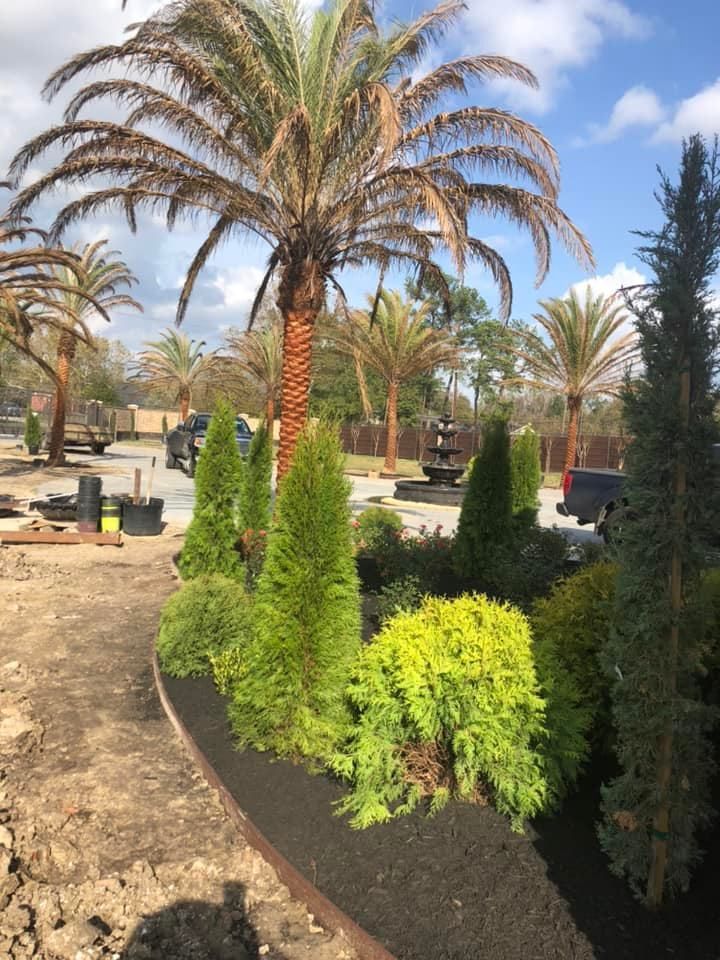 Palm trees and shrubs in a landscaped area with black mulch.