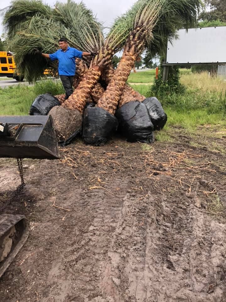 Man stands near uprooted palm trees, next to a tractor bucket. Muddy ground, overcast sky.