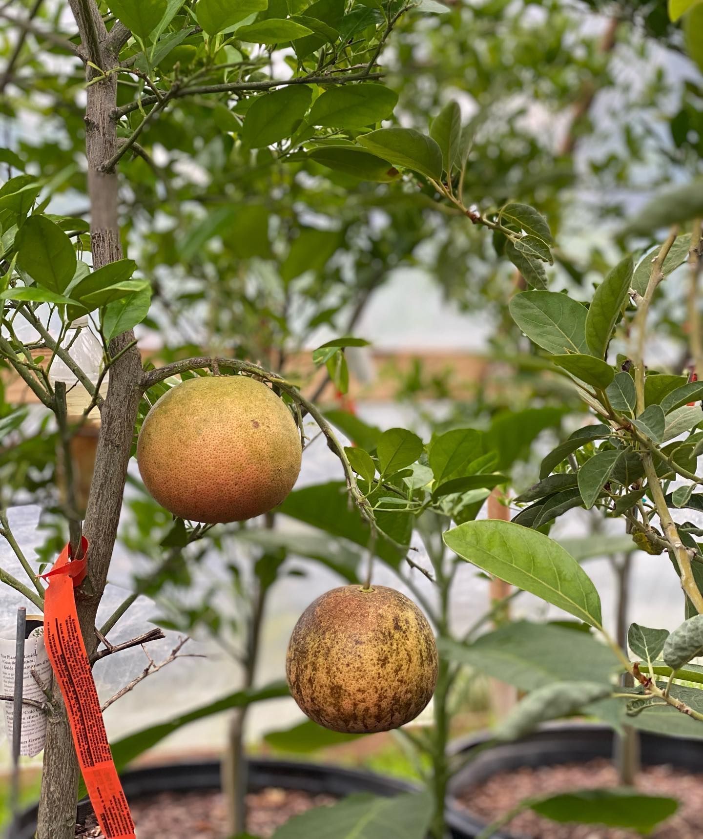 Two speckled citrus fruits hanging from a green-leafed tree in a greenhouse.