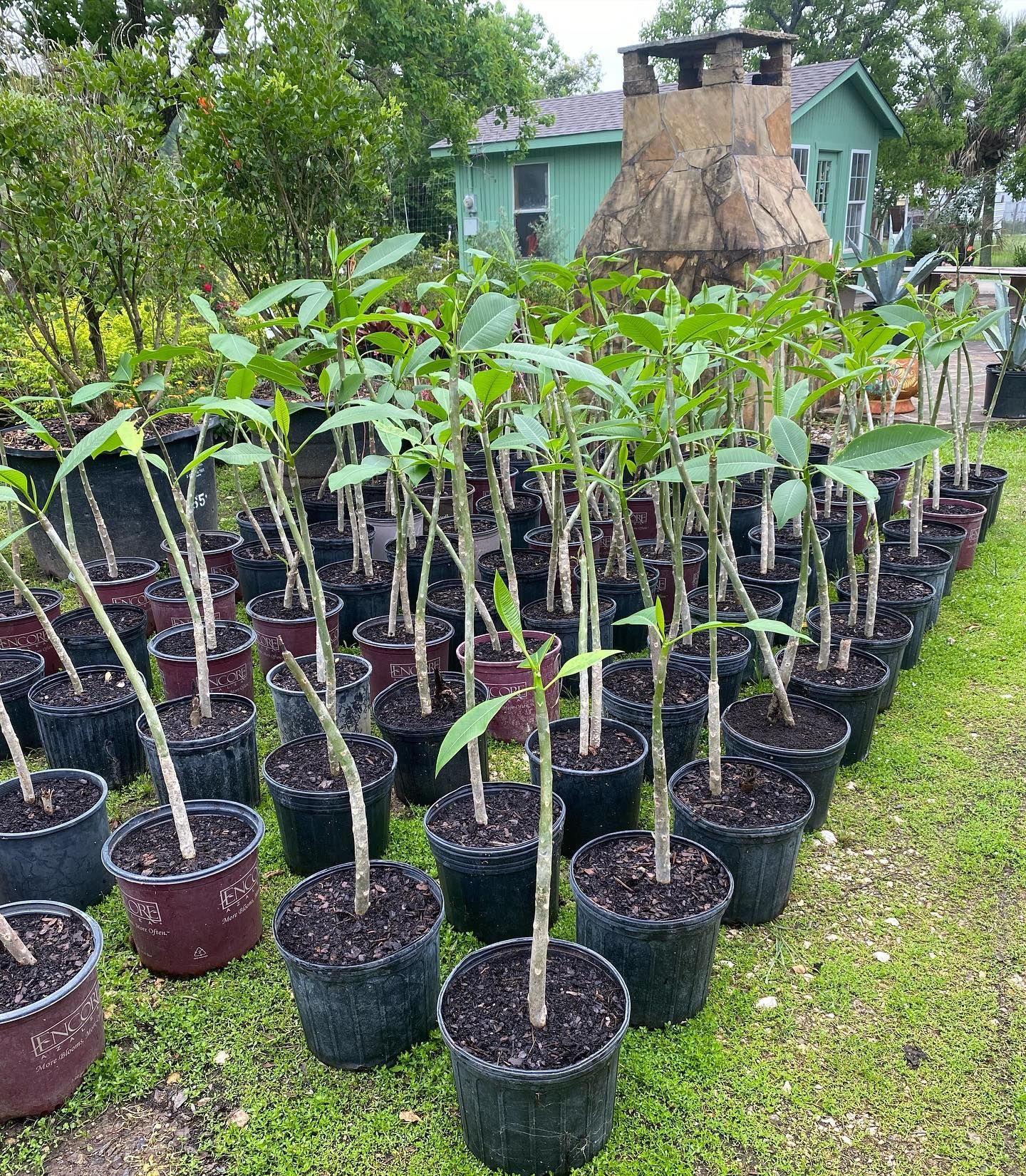 Rows of potted plants with long stems and green leaves in an outdoor garden setting.