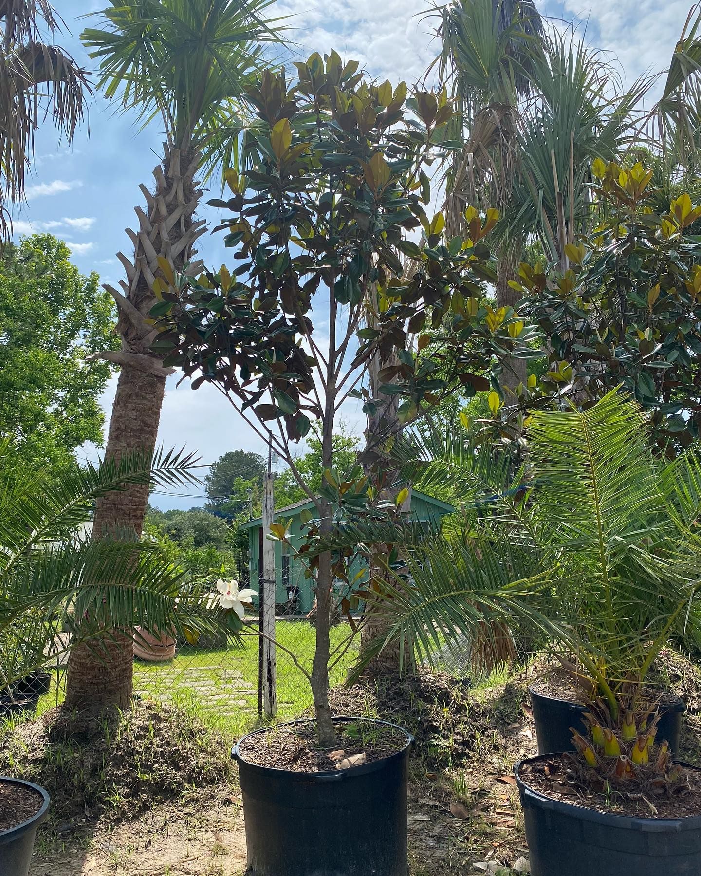 A young magnolia tree in a black pot surrounded by palm trees on a sunny day.