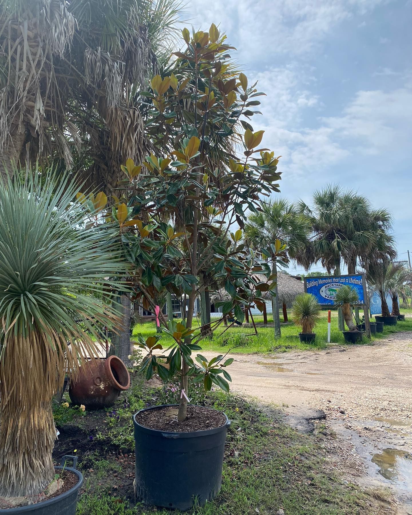 Magnolia tree in a black pot outdoors, near a dirt road and other plants under a cloudy sky.