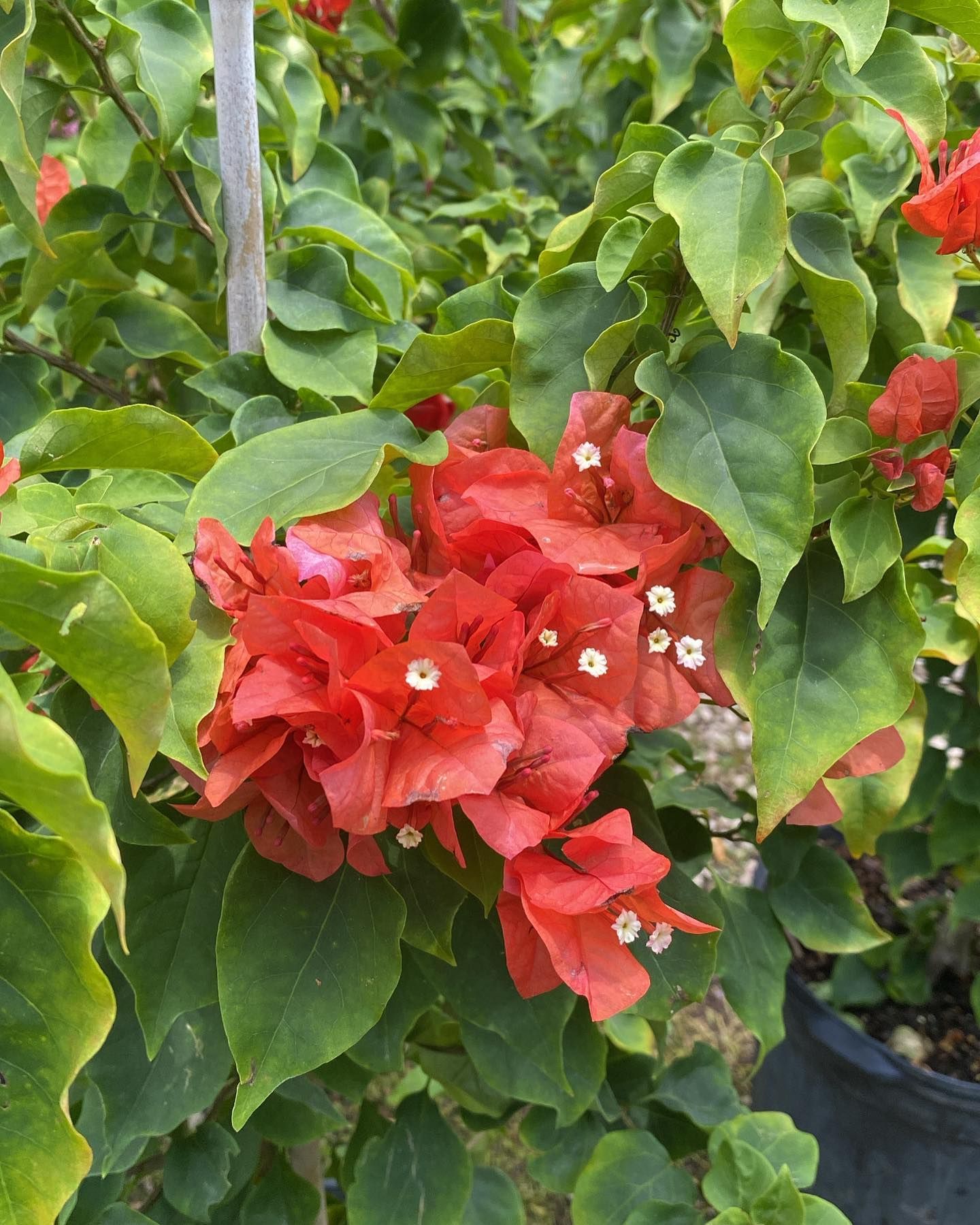 Bougainvillea with vibrant orange-red bracts and green foliage.
