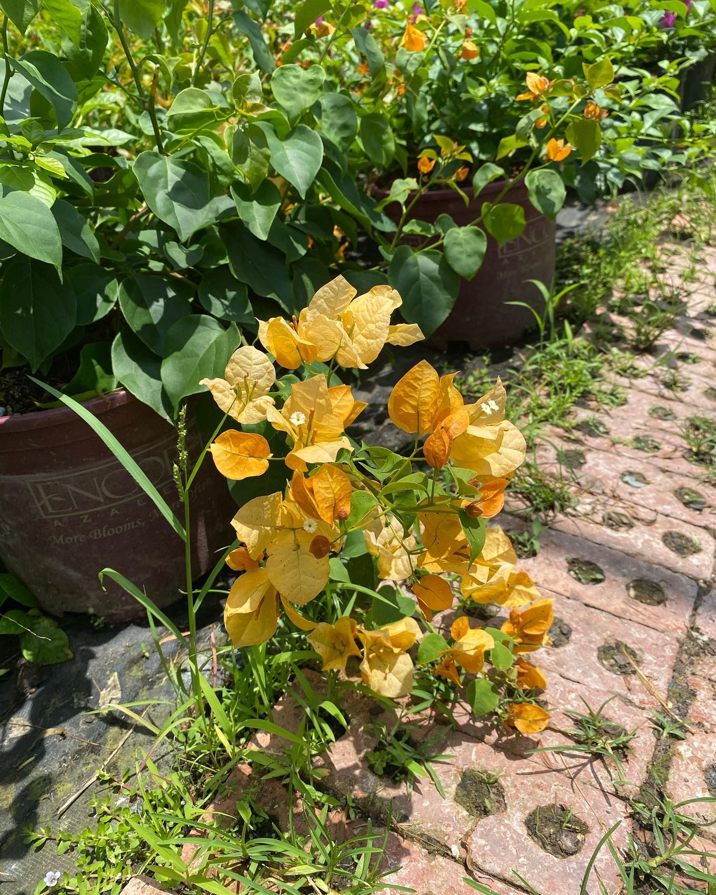 Yellow flowers bloom beside a brick path, with lush green plants and a brown pot in the background.