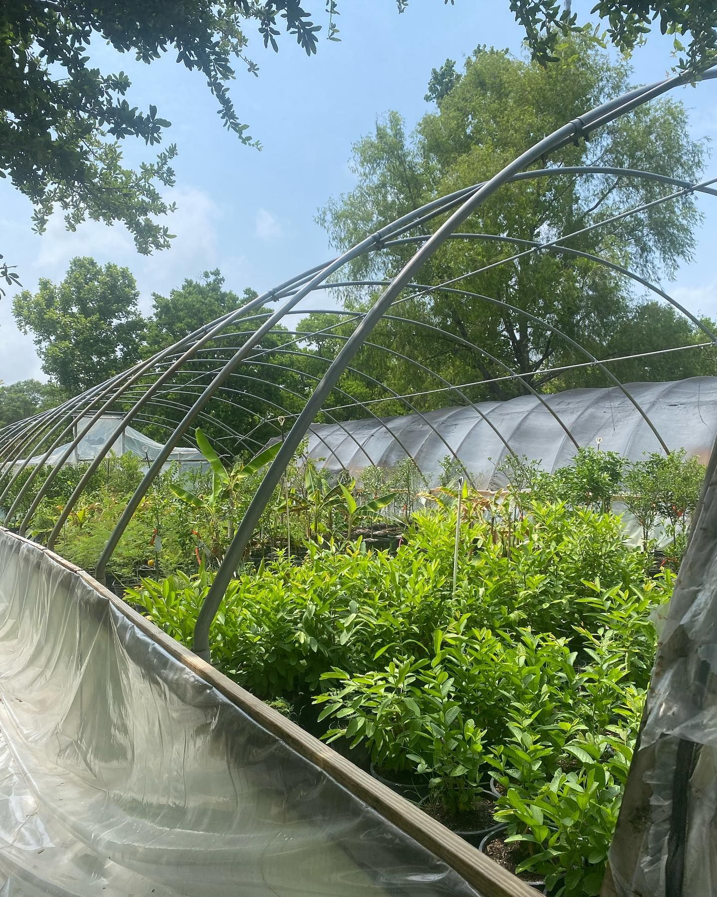 Greenhouse frame over dense green plants with a plastic cover, trees, and a blue sky.
