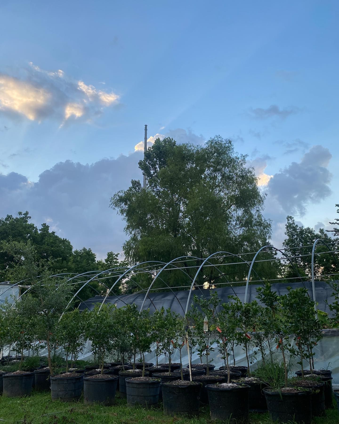 Trees in black pots under a partly cloudy blue sky.