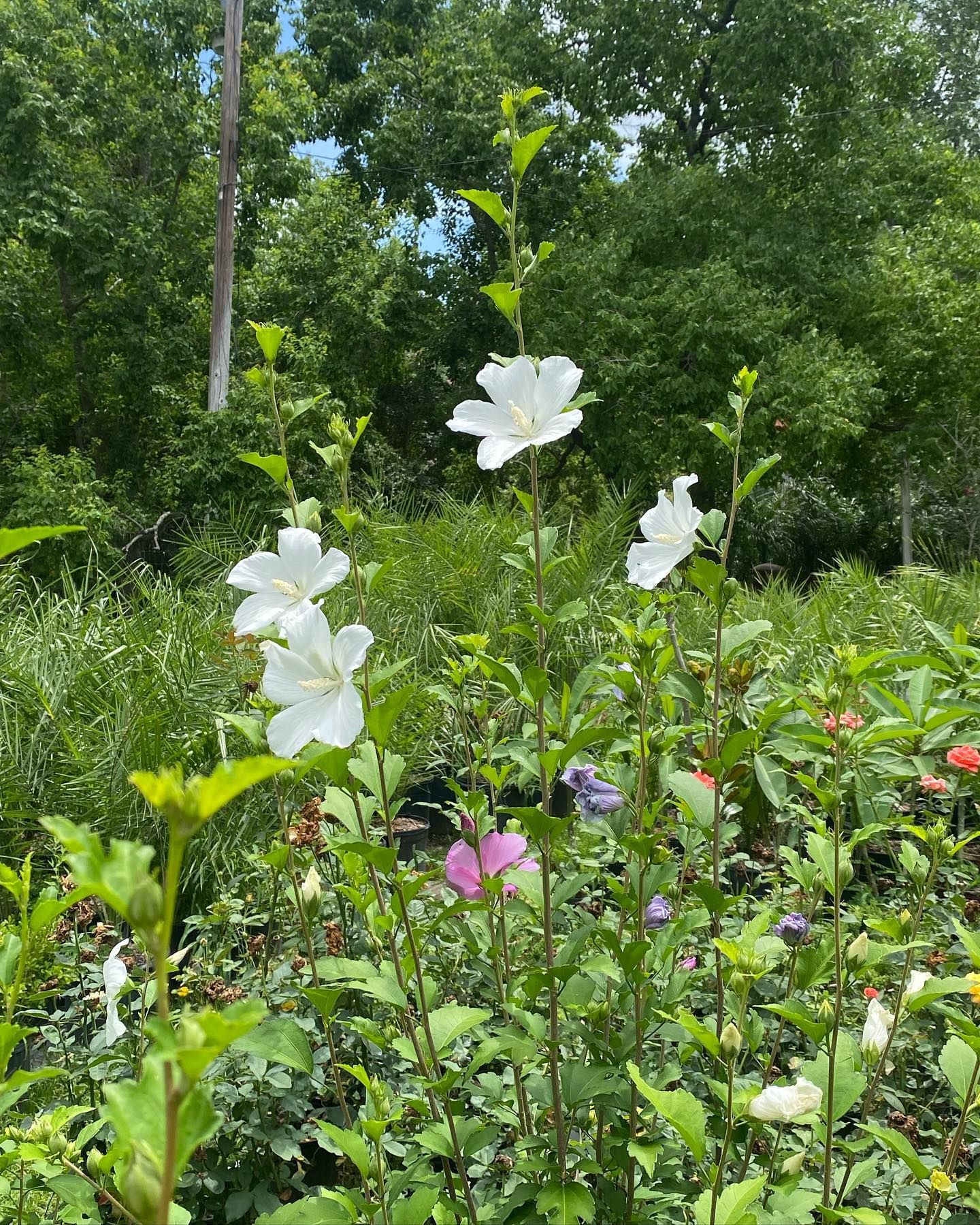 White and pink hibiscus flowers blooming in a green garden, with trees in the background.