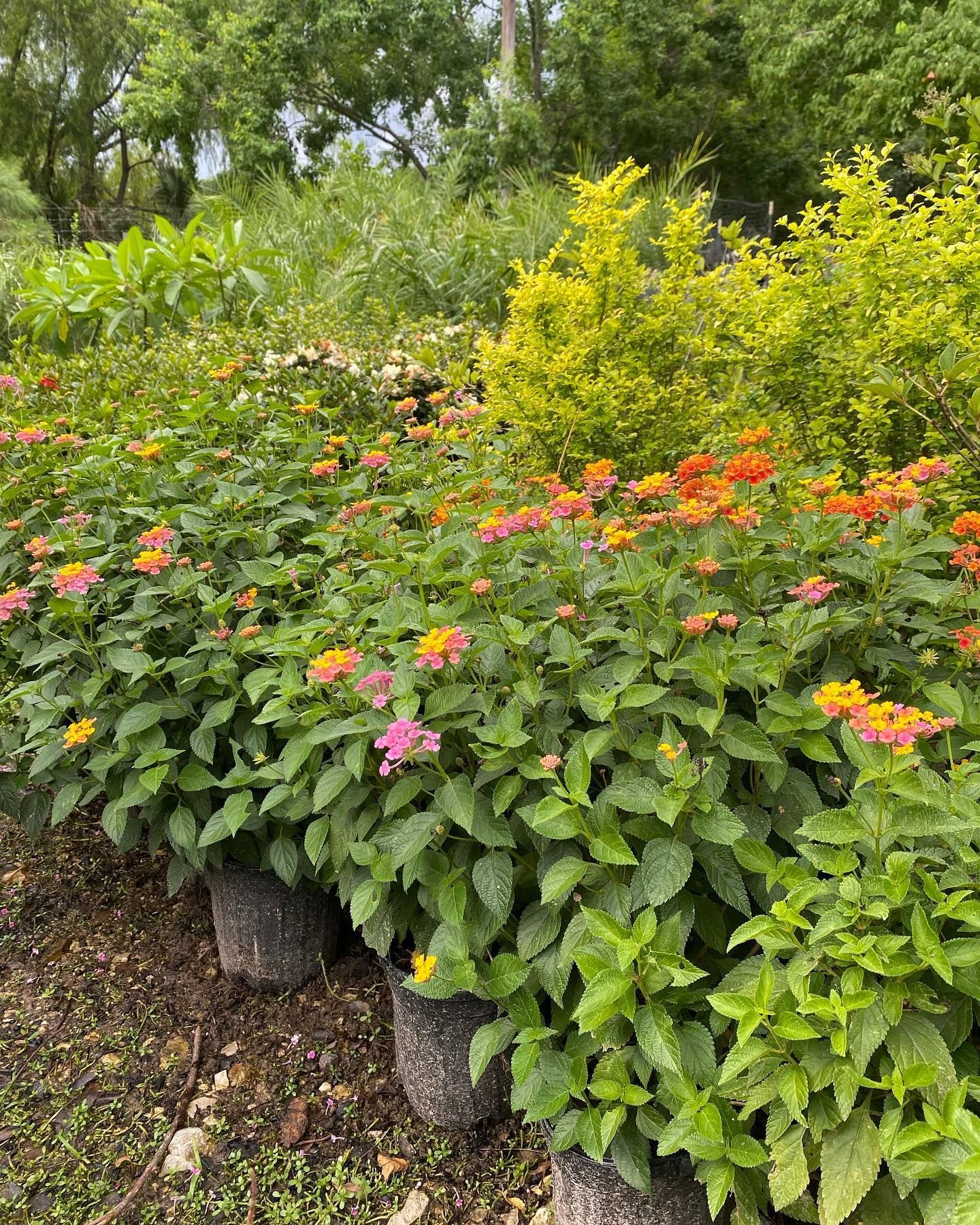 Rows of colorful flowering plants in pots at a garden center, showcasing orange, pink, and yellow blooms.