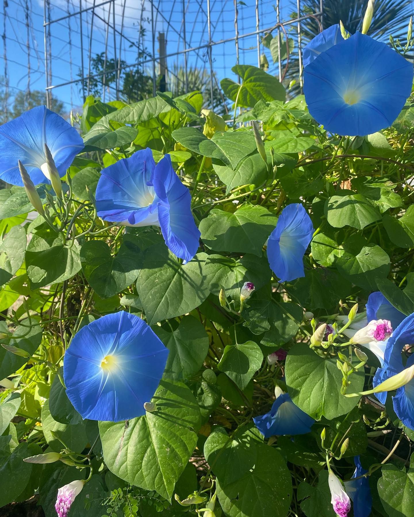 Vibrant blue morning glory flowers bloom on a vine, against a blue trellis and sunny background.