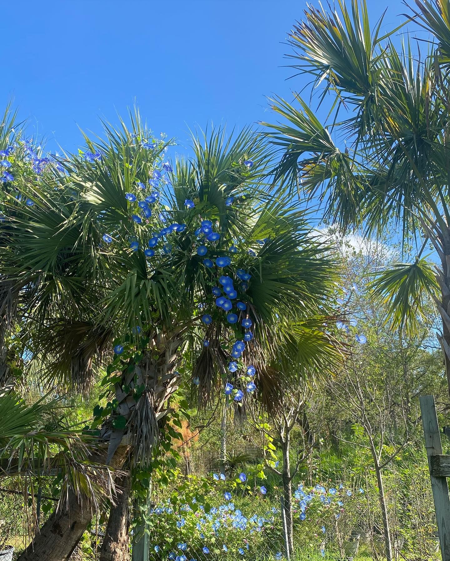 Palm trees with blue sky backdrop.