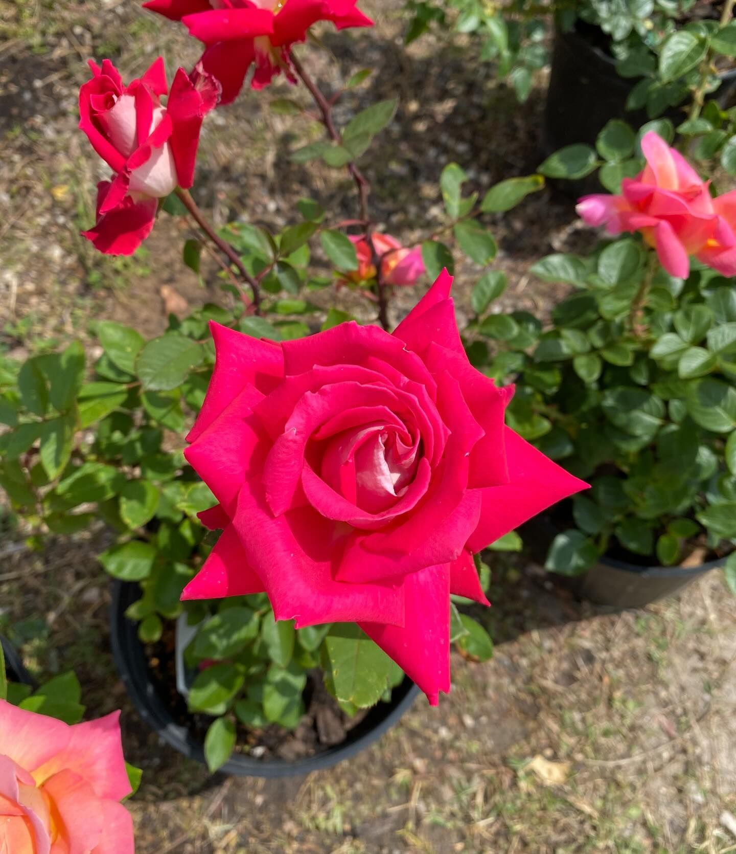 Red rose in full bloom, surrounded by green leaves and other roses in pots.