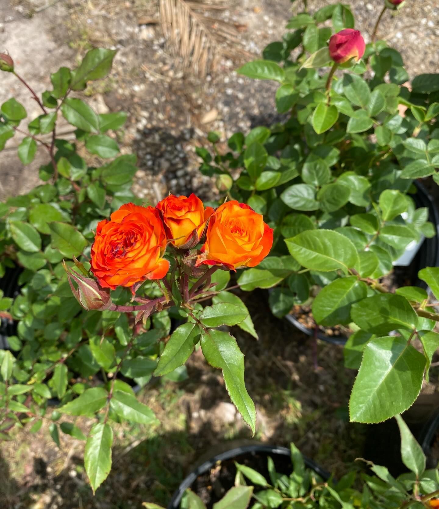 Orange roses in bloom with green leaves.