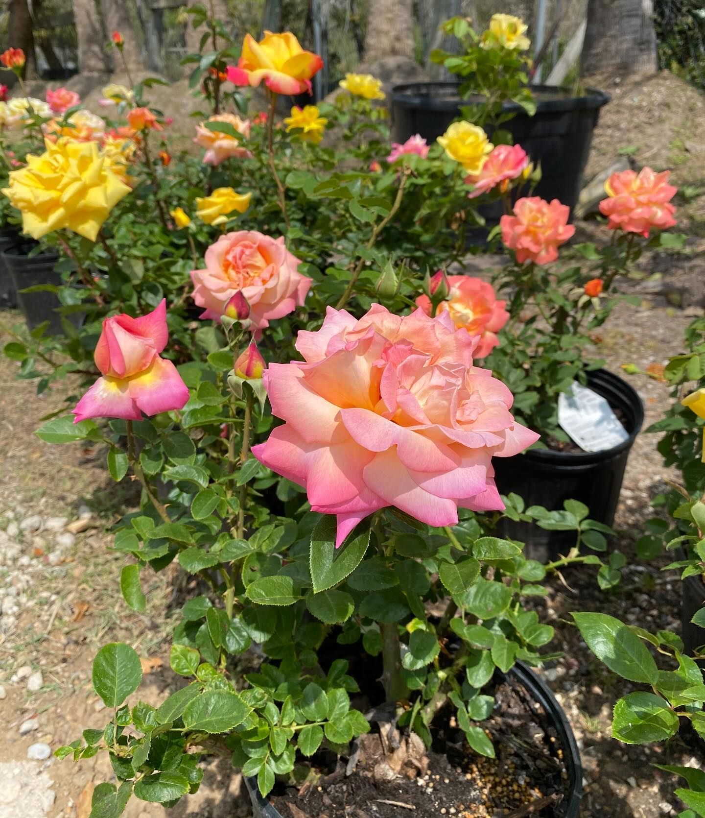 Colorful roses blooming in black pots, outdoors. Varieties include yellow, orange, and pink.
