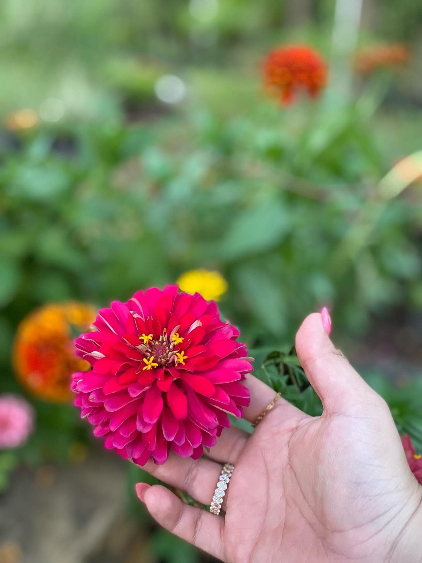 Hand holding a bright pink zinnia in a garden with blurred orange flowers and green foliage.