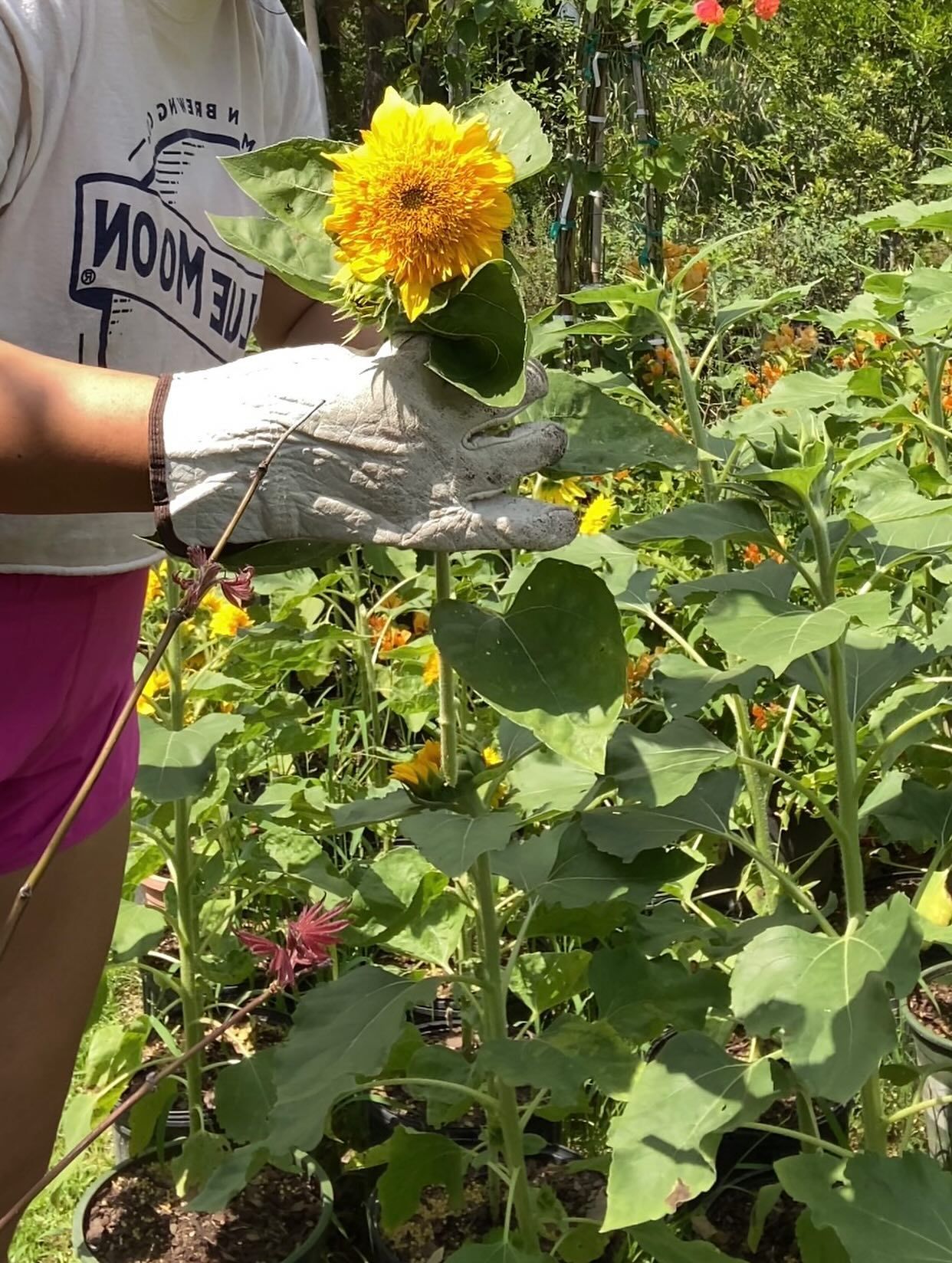 Person in pink shorts and white shirt holding a yellow sunflower in a garden.