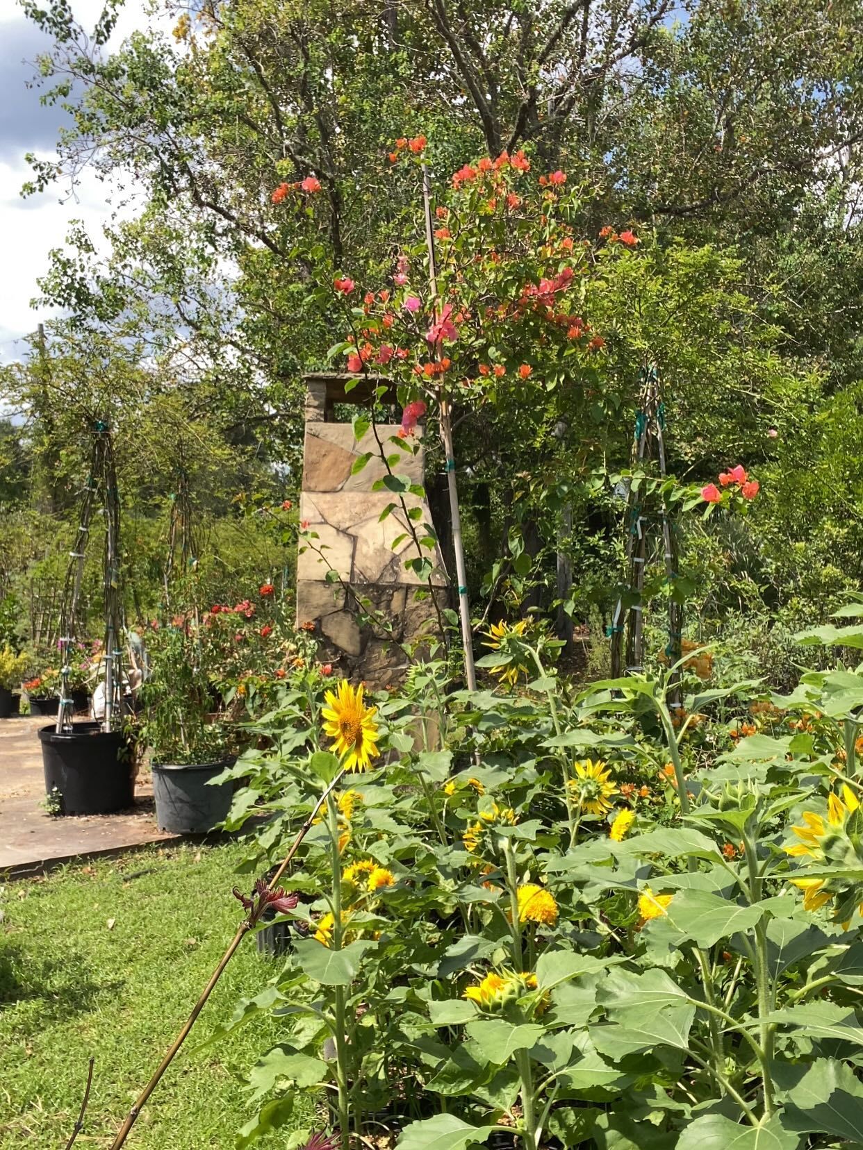 A sunny garden scene with sunflowers, a brick pillar, and a flowering tree.