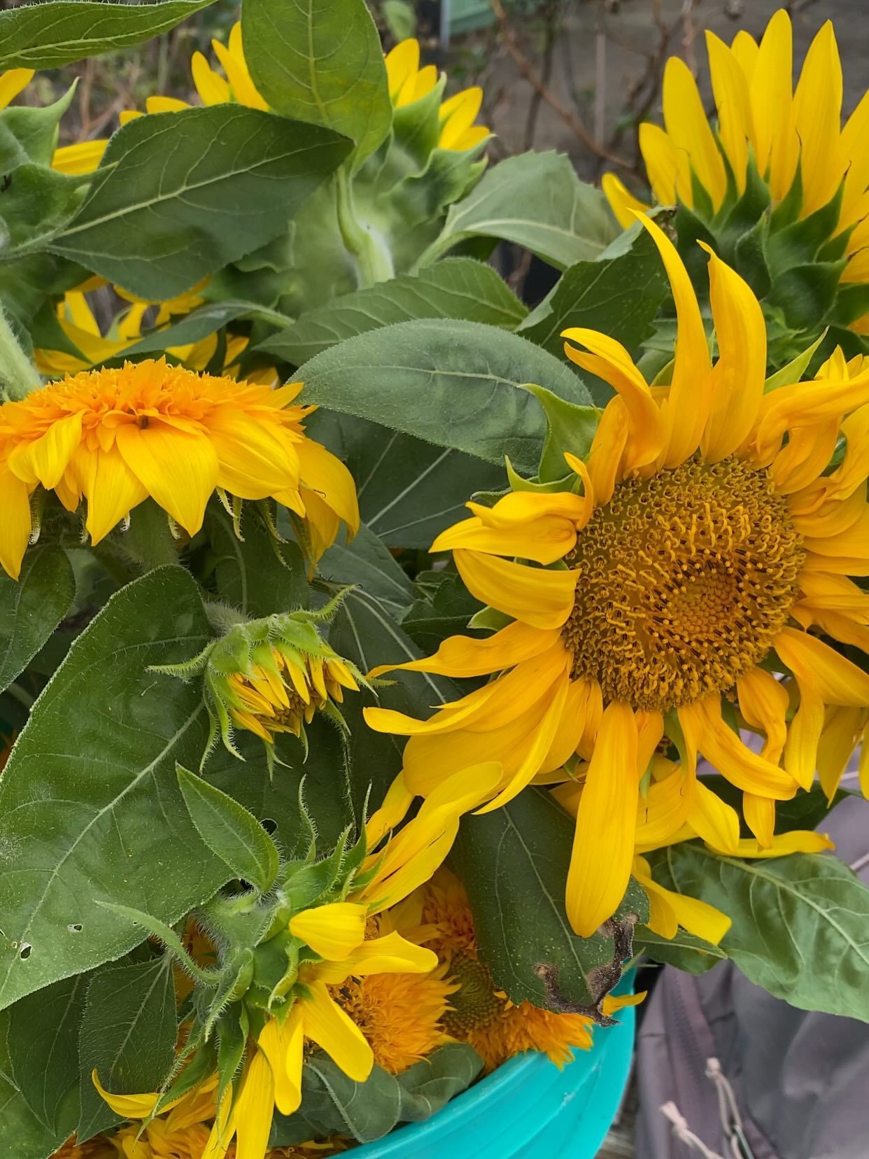 Bright yellow sunflowers with green leaves in a blue bucket.