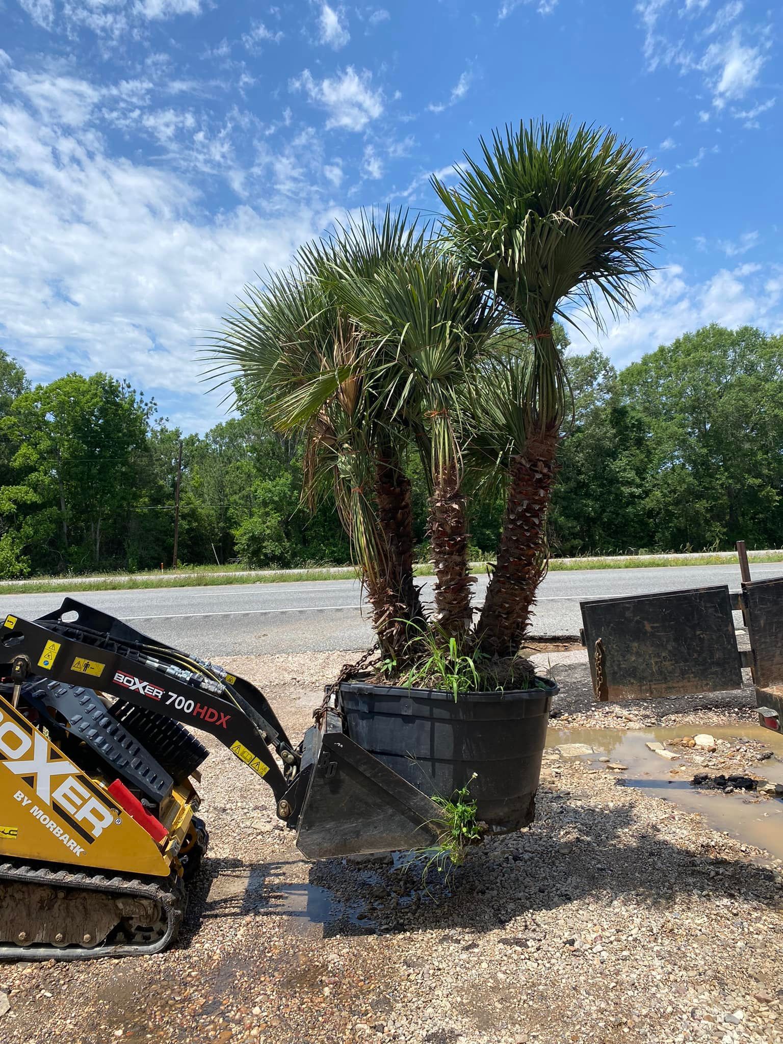 A small yellow excavator lifting a large potted palm tree outdoors on a gravel surface under a bright blue sky.