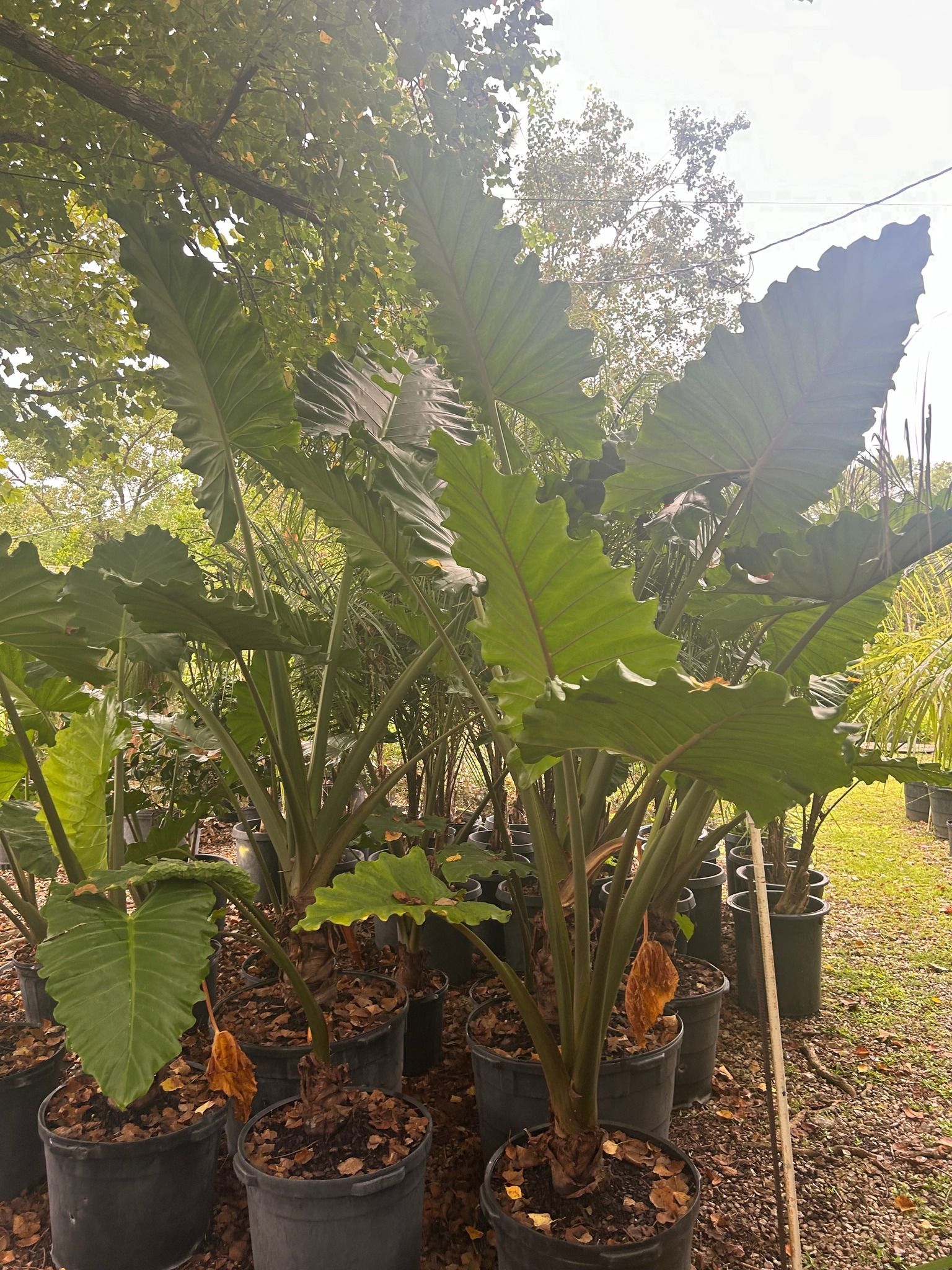 Large potted Elephant Ear plants with rippled leaves, outdoors.