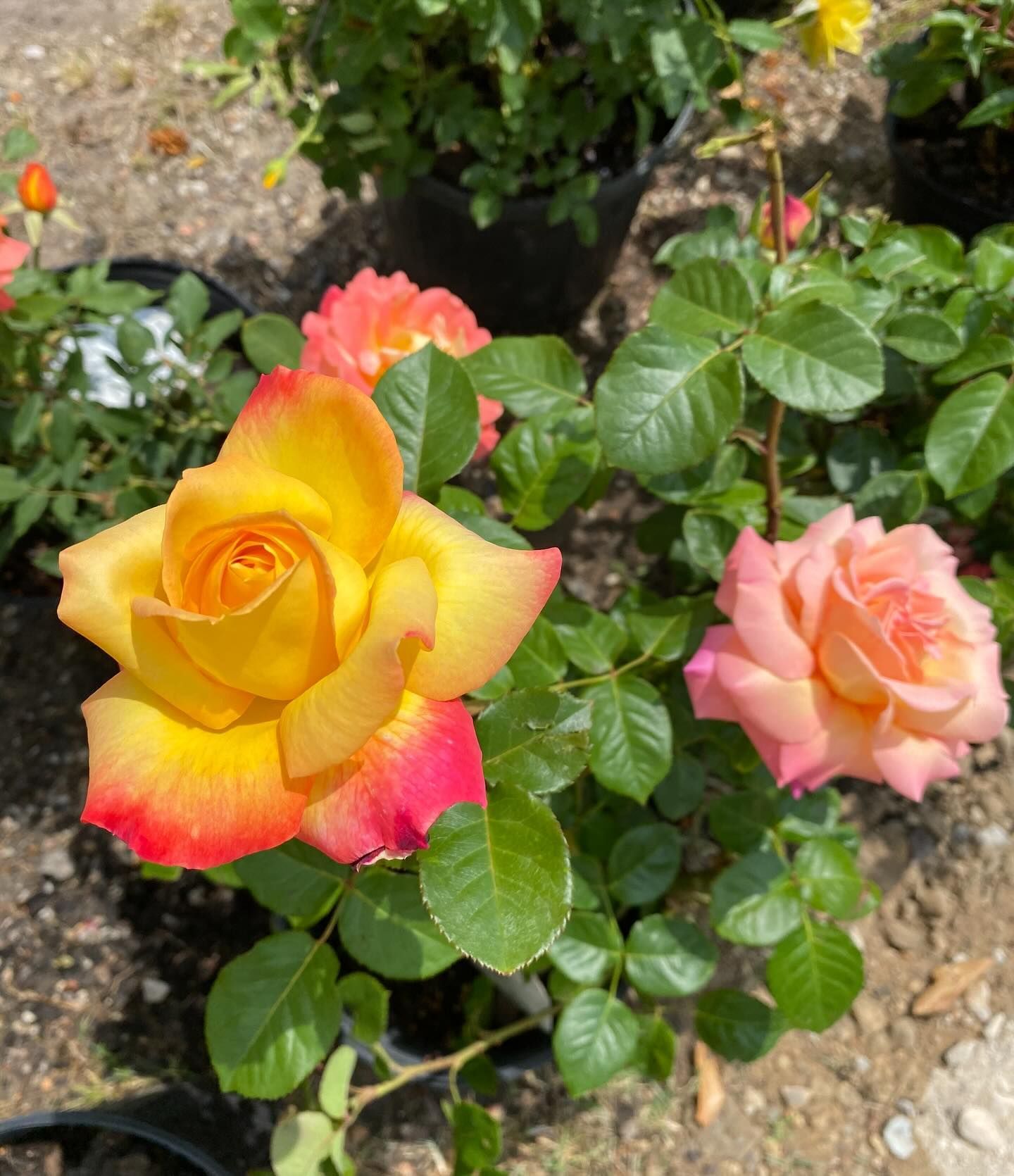 Yellow and coral roses with green leaves, outdoors in a sunny setting.