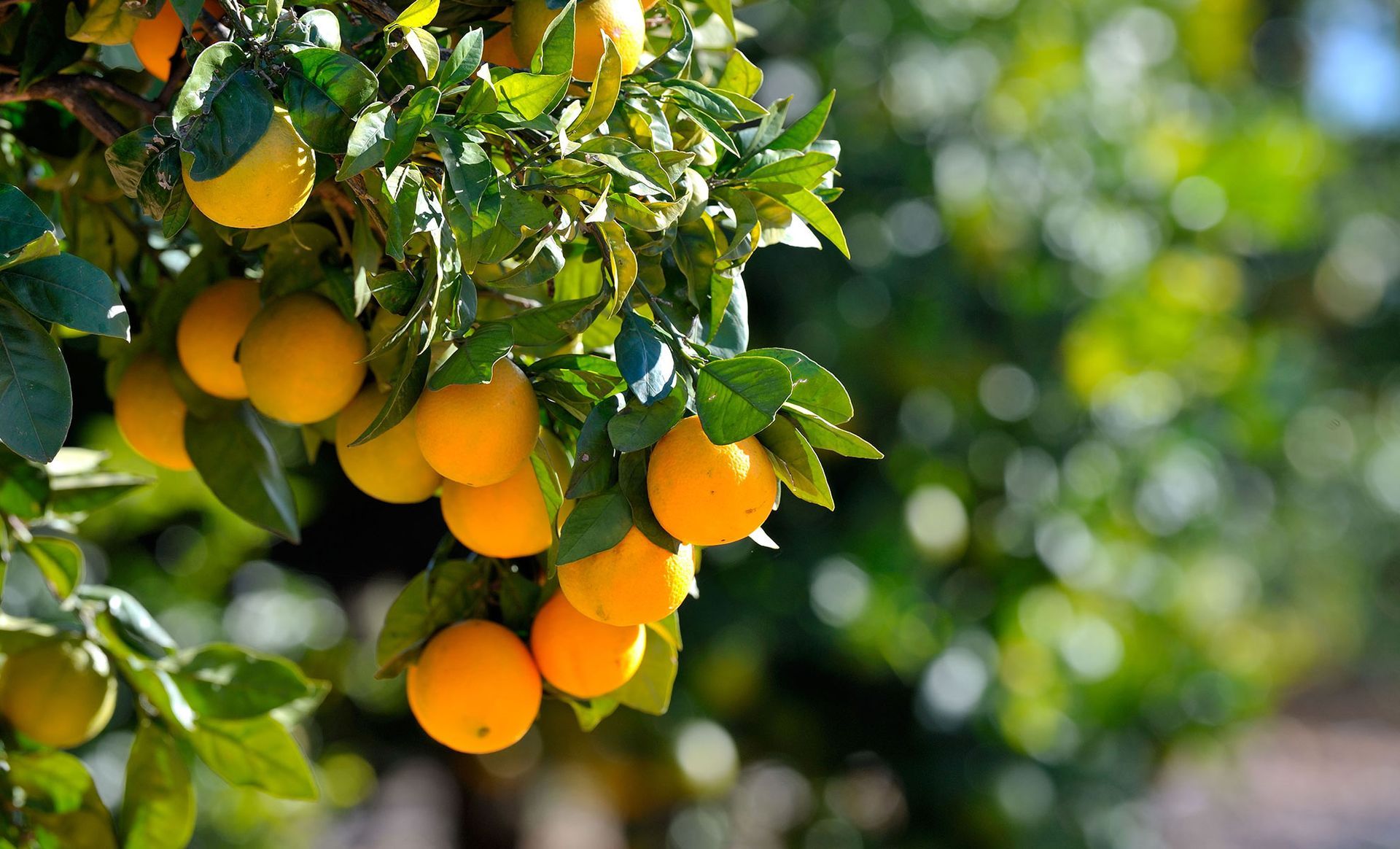 Oranges hanging on a tree branch with green leaves, sunlit.