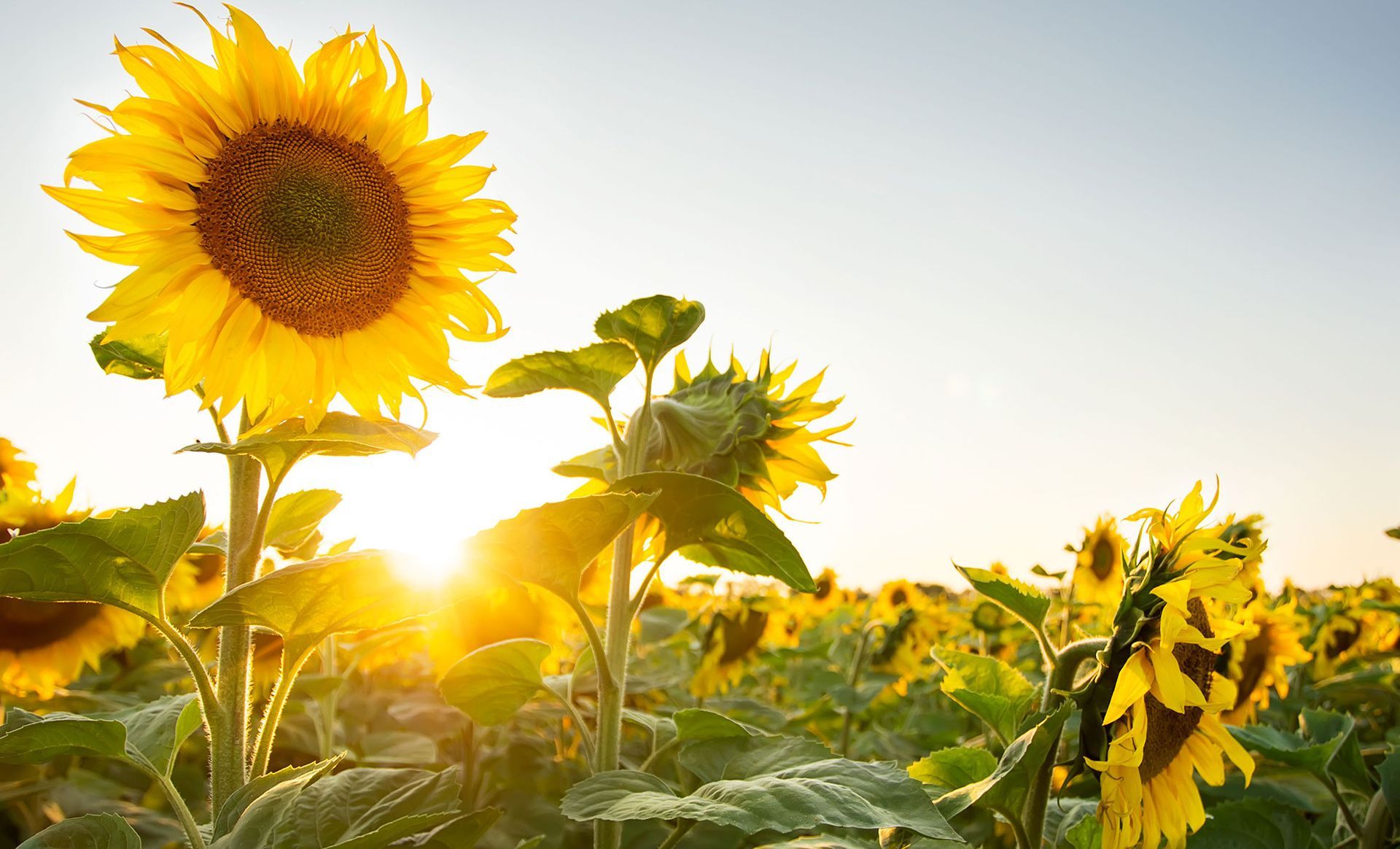 Field of sunflowers in the sunlight, with yellow petals, green leaves, and a bright blue sky.