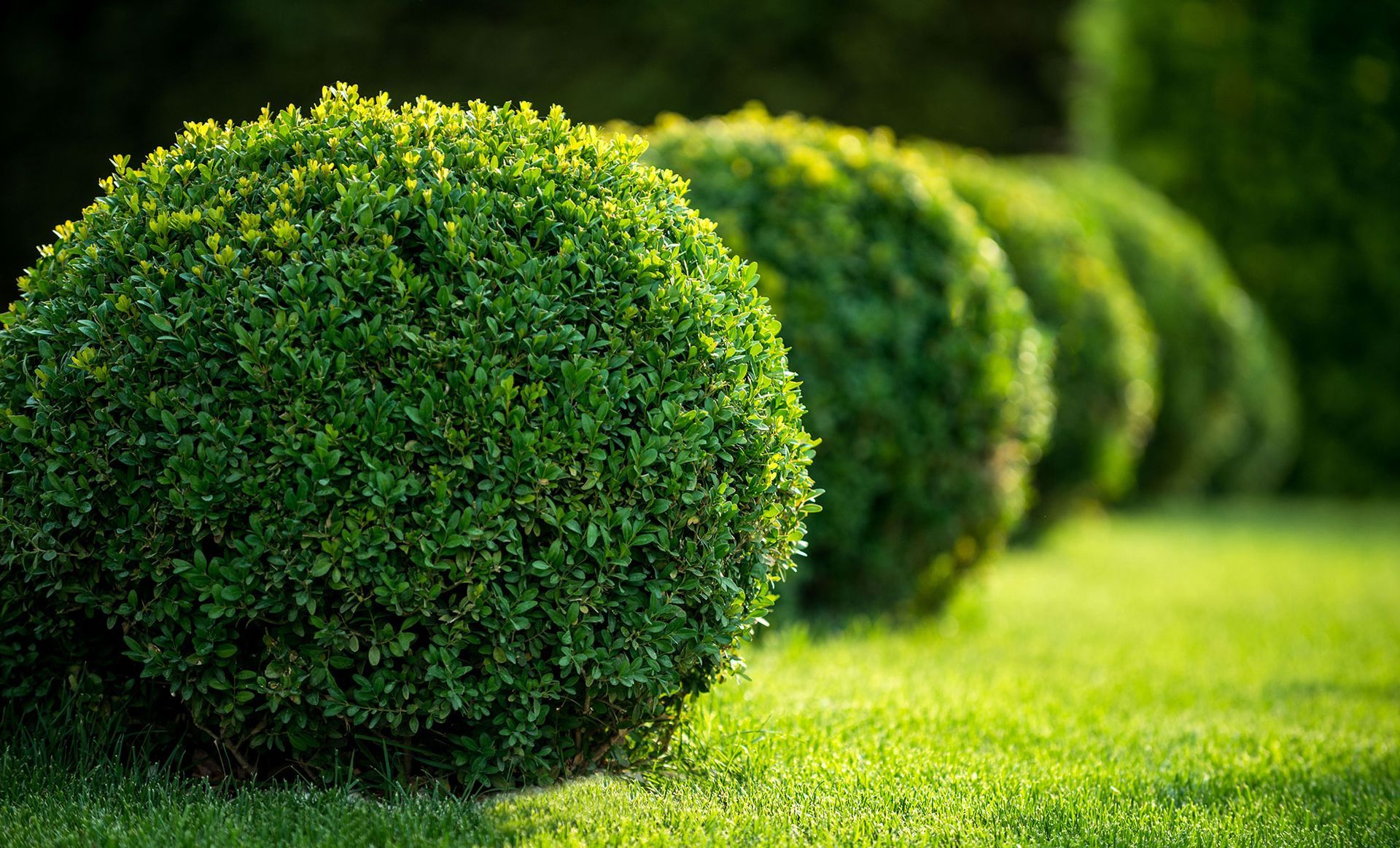 Spherical green bushes in a row on a well-manicured lawn, bathed in sunlight.