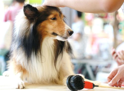 Red White & Groomed