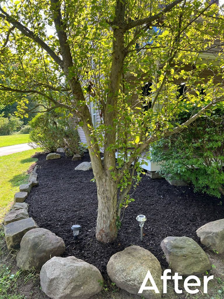 Tree surrounded by rocks and green ground cover in front of a house with a white door and green trim. - After
