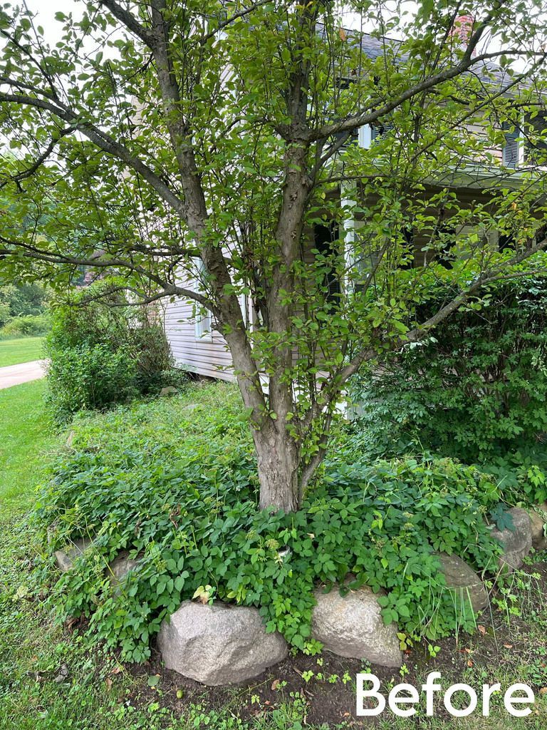 Tree surrounded by rocks and green ground cover in front of a house with a white door and green trim. - Before