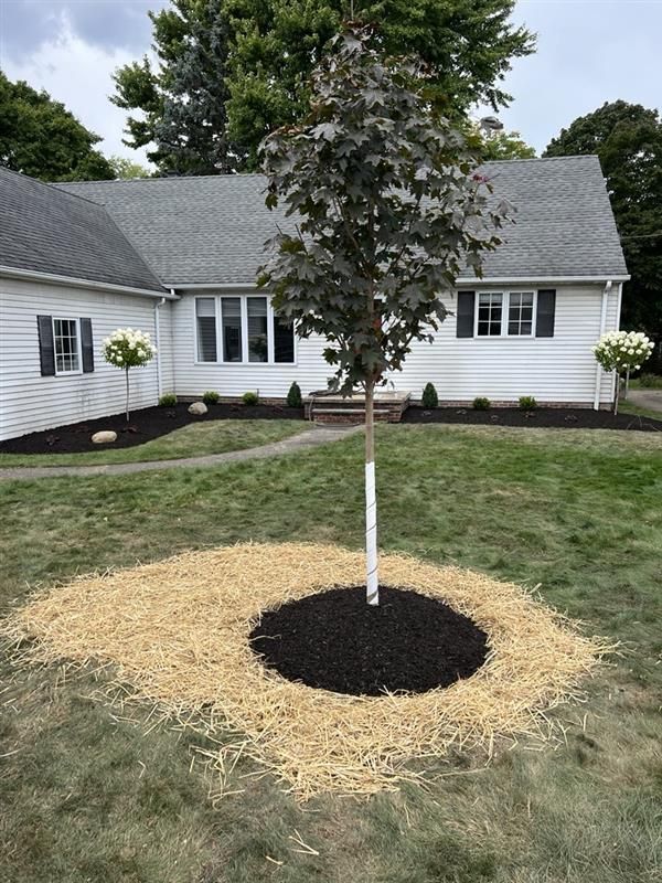 A tree in a circle of mulch in front of a house.