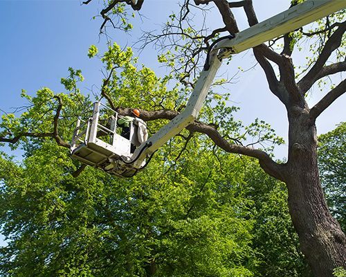 Tree care services