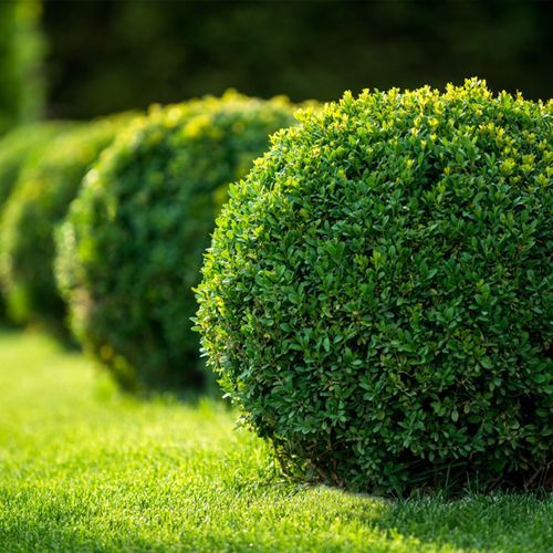 Shrub trimming services