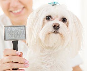 Canine Design Inc. | Dog Groomers | Kensington, MD