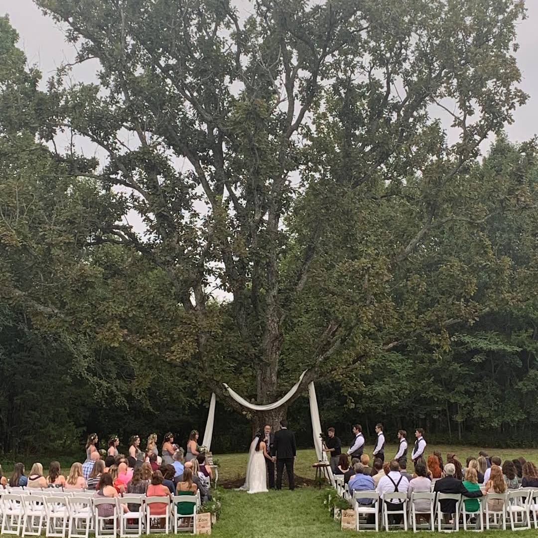 A large group of people are sitting in chairs at a wedding ceremony under a tree.