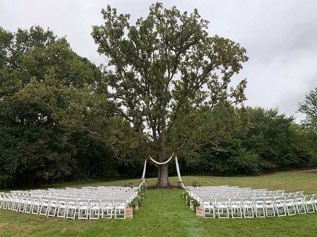 A row of white chairs are lined up in a field in front of a tree.